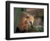 Coati Mundi, Argentina-Walter Bibikow-Framed Photographic Print