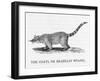 Coati-null-Framed Art Print