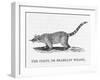 Coati-null-Framed Art Print