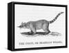 Coati-null-Framed Stretched Canvas