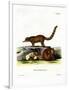 Coati-null-Framed Premium Giclee Print