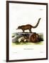 Coati-null-Framed Premium Giclee Print