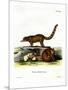 Coati-null-Mounted Premium Giclee Print