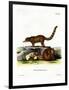 Coati-null-Framed Premium Giclee Print