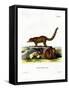 Coati-null-Framed Stretched Canvas