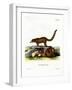 Coati-null-Framed Giclee Print