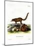 Coati-null-Mounted Giclee Print