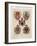 Coats of Arms from the Austro-Hungarian Empire, from 'Heraldischer Atlas'-Hugo Gerard Strohl-Framed Giclee Print