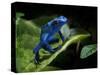 Cobalt Blue Poison Dart Frog (Dendrobates Azureus) Captive, Surinam, South America-Michael D. Kern-Stretched Canvas
