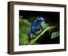 Cobalt Blue Poison Dart Frog (Dendrobates Azureus) Captive, Surinam, South America-Michael D. Kern-Framed Photographic Print