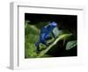 Cobalt Blue Poison Dart Frog (Dendrobates Azureus) Captive, Surinam, South America-Michael D. Kern-Framed Photographic Print