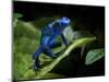 Cobalt Blue Poison Dart Frog (Dendrobates Azureus) Captive, Surinam, South America-Michael D. Kern-Mounted Photographic Print