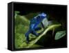 Cobalt Blue Poison Dart Frog (Dendrobates Azureus) Captive, Surinam, South America-Michael D. Kern-Framed Stretched Canvas