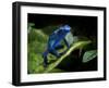 Cobalt Blue Poison Dart Frog (Dendrobates Azureus) Captive, Surinam, South America-Michael D. Kern-Framed Photographic Print