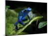 Cobalt Blue Poison Dart Frog (Dendrobates Azureus) Captive, Surinam, South America-Michael D. Kern-Mounted Photographic Print