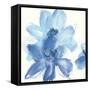 Cobalt Clematis I-Chris Paschke-Framed Stretched Canvas