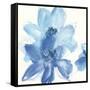 Cobalt Clematis I-Chris Paschke-Framed Stretched Canvas