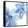 Cobalt Clematis II-Chris Paschke-Framed Stretched Canvas