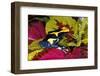 Cobalt poison dart frog-Adam Jones-Framed Photographic Print