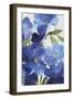 Cobalt Poppies III-Asia Jensen-Framed Art Print