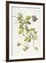 Cobea Scandens, 1995-Margaret Ann Eden-Framed Giclee Print