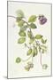 Cobea Scandens, 1995-Margaret Ann Eden-Mounted Giclee Print