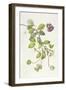 Cobea Scandens, 1995-Margaret Ann Eden-Framed Giclee Print