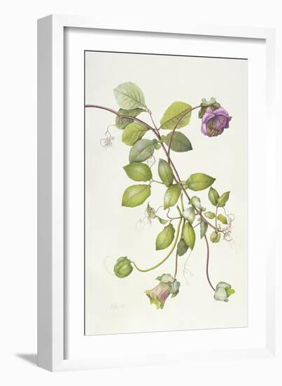 Cobea Scandens, 1995-Margaret Ann Eden-Framed Giclee Print