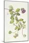 Cobea Scandens, 1995-Margaret Ann Eden-Mounted Giclee Print