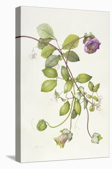 Cobea Scandens, 1995-Margaret Ann Eden-Stretched Canvas