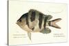 Cobra Fish, from group of color lithographs of fishes animals, 1830.-null-Stretched Canvas