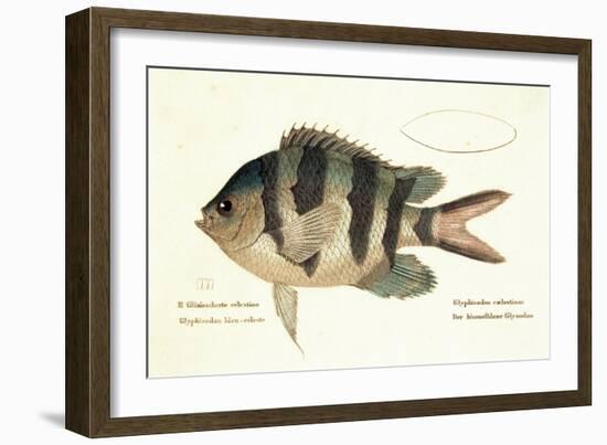 Cobra Fish, from group of color lithographs of fishes animals, 1830.-null-Framed Art Print