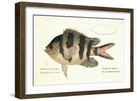 Cobra Fish, from group of color lithographs of fishes animals, 1830.-null-Framed Art Print