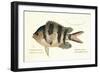 Cobra Fish, from group of color lithographs of fishes animals, 1830.-null-Framed Art Print