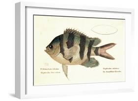 Cobra Fish, from group of color lithographs of fishes animals, 1830.-null-Framed Art Print