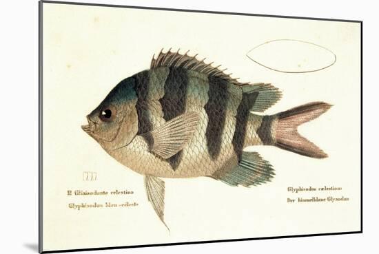 Cobra Fish, from group of color lithographs of fishes animals, 1830.-null-Mounted Art Print