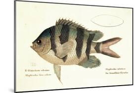 Cobra Fish, from group of color lithographs of fishes animals, 1830.-null-Mounted Art Print