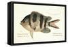 Cobra Fish, from group of color lithographs of fishes animals, 1830.-null-Framed Stretched Canvas