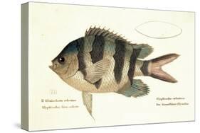 Cobra Fish, from group of color lithographs of fishes animals, 1830.-null-Stretched Canvas