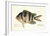 Cobra Fish, from group of color lithographs of fishes animals, 1830.-null-Framed Art Print