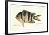 Cobra Fish, from group of color lithographs of fishes animals, 1830.-null-Framed Art Print