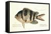 Cobra Fish, from group of color lithographs of fishes animals, 1830.-null-Framed Stretched Canvas
