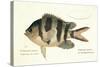 Cobra Fish, from group of color lithographs of fishes animals, 1830.-null-Stretched Canvas