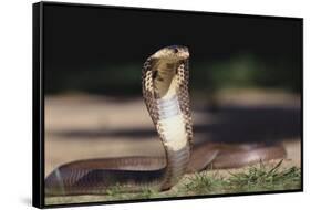 Cobra-DLILLC-Framed Stretched Canvas