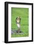 Cobra-DLILLC-Framed Photographic Print