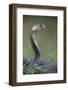 Cobra-DLILLC-Framed Photographic Print