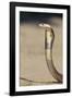 Cobra-DLILLC-Framed Photographic Print