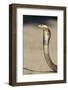 Cobra-DLILLC-Framed Photographic Print