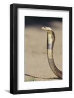 Cobra-DLILLC-Framed Photographic Print