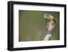 Cobra-DLILLC-Framed Photographic Print